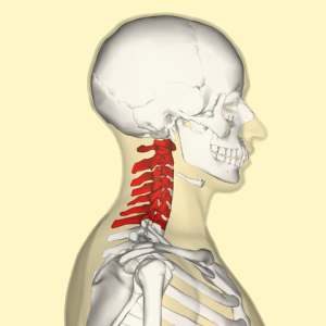 De nekwervels (Anatomography; CC BY-SA 2.1 jp).