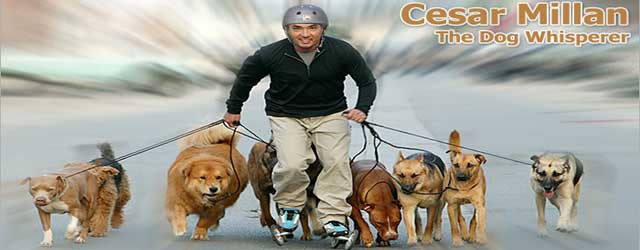 De energie van Cesar Millan - hondenfluisteraar 1