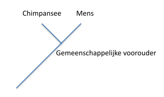 Evolutionaire verwantschapsweergave tussen chimpansee en mens
