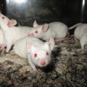 Therapeutic Touch voor muizen met borstkanker: een nieuw dieptepunt 4