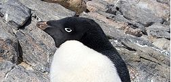 Perverse pinguïns leidden tot zelfcensuur 1