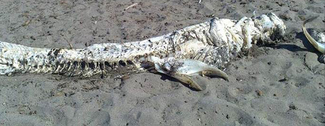 Monsterachtig skelet van haai spoelt aan op Spaanse kust 1
