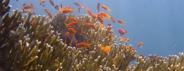 Vuur- (of brand)koraal (foto, Jon Hansen via Wikimedia Commons)