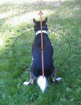 Zo werd de richting van de poepende hond vastgesteld: "measured as a compass direction of the thoracic spine (between scapulae) towards the head"