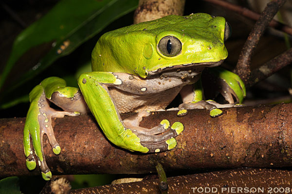 Phyllomedusa bicolor (foto: Todd Pearson | Flickr)