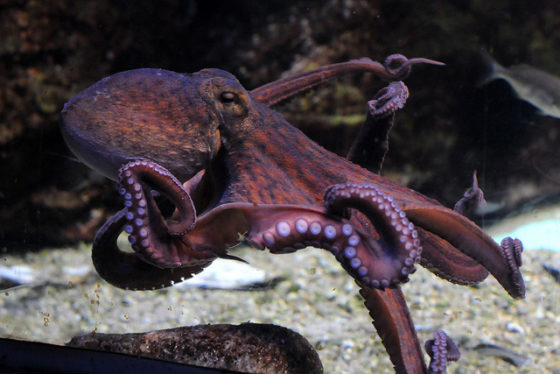 Vergezocht: octopussen kwamen vanuit de kosmos op aarde 2