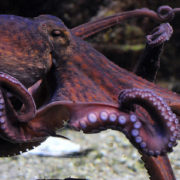 Vergezocht: octopussen kwamen vanuit de kosmos op aarde 1